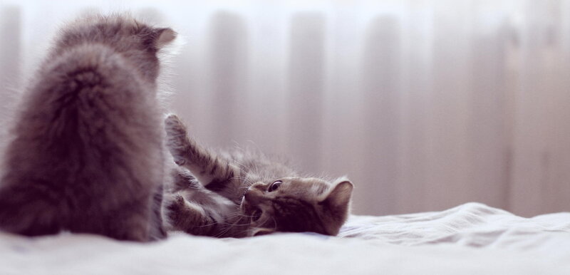 Two Kittens Playing — Gray, Playful, Photograph, Bed