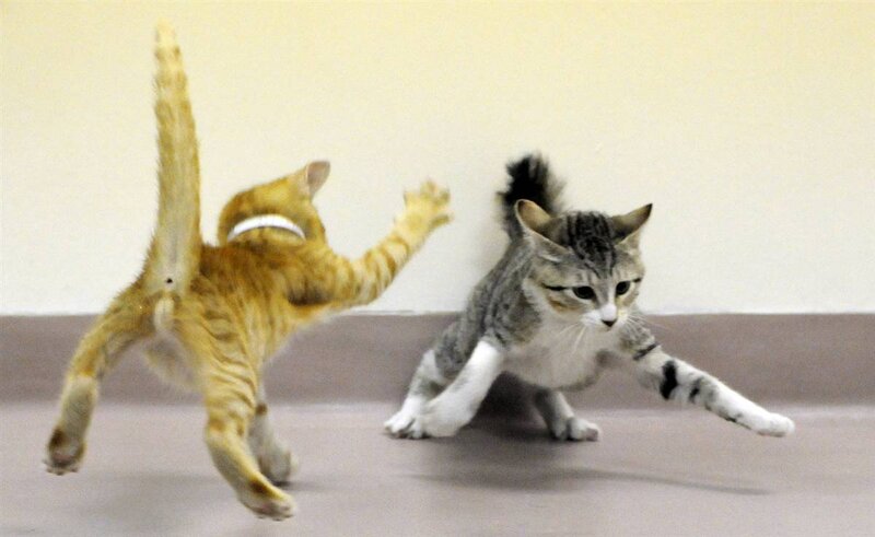 Two Kittens Playing — Gray, Playful, Photograph, Cat