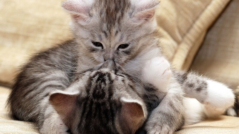 Two Kittens Playing — Gray, Playful, Photograph, Couch