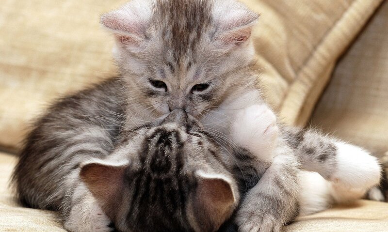 Two Kittens Playing — Gray, Playful, Photograph, Couch, White, Beige