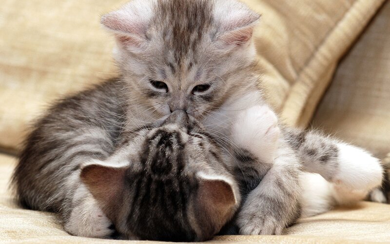 Two Kittens Playing — Gray, Playful, Photograph, Cushion