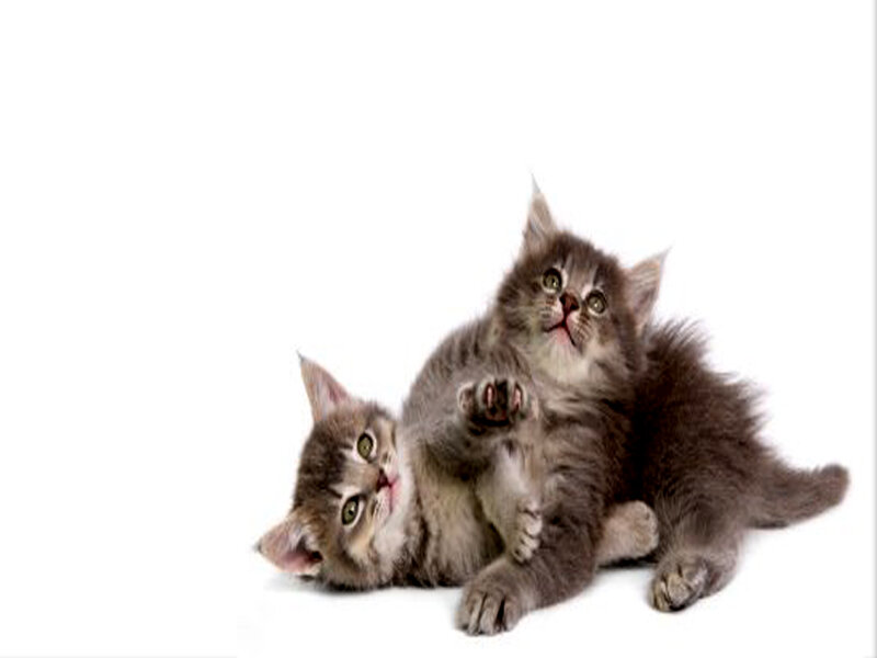Two Kittens Playing — Gray, Playful, Photograph