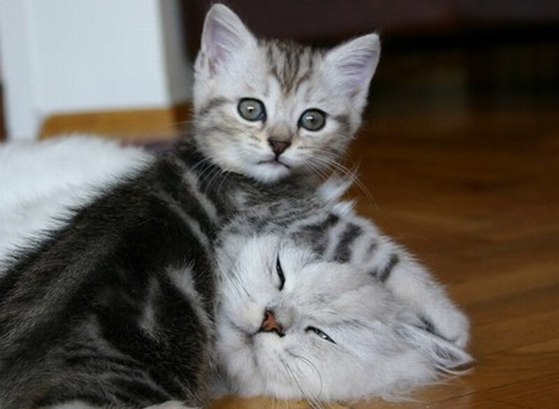 Two Kittens Playing — Gray, Playful
