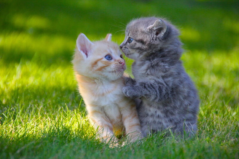 Two Kittens Playing — Green, Playful, Afternoon, Photograph