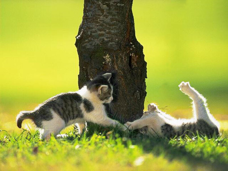 Two Kittens Playing — Green, Playful, Afternoon
