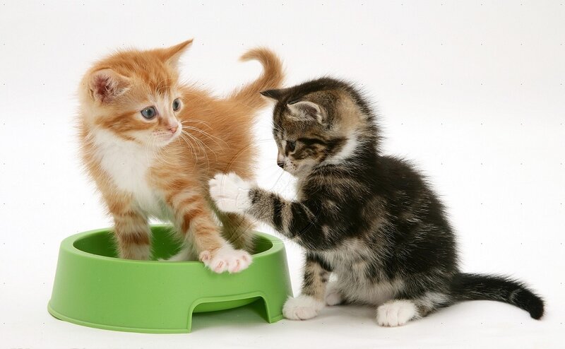 Two Kittens Playing — Green, Playful, Photograph