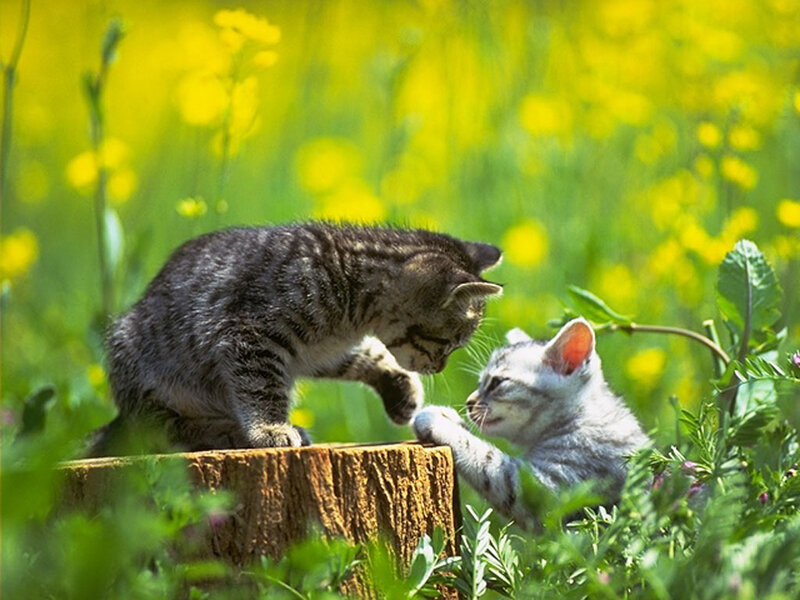 Two Kittens Playing — Green, Playful, Spring