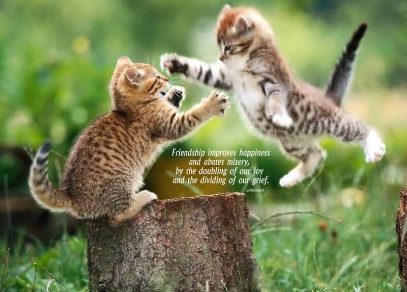 Two Kittens Playing — Green, Playful