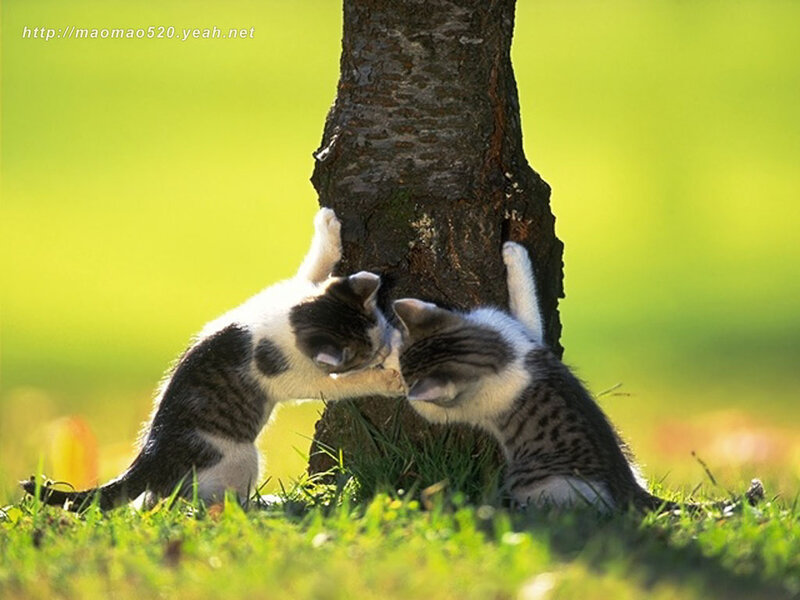 Two Kittens Playing — Green