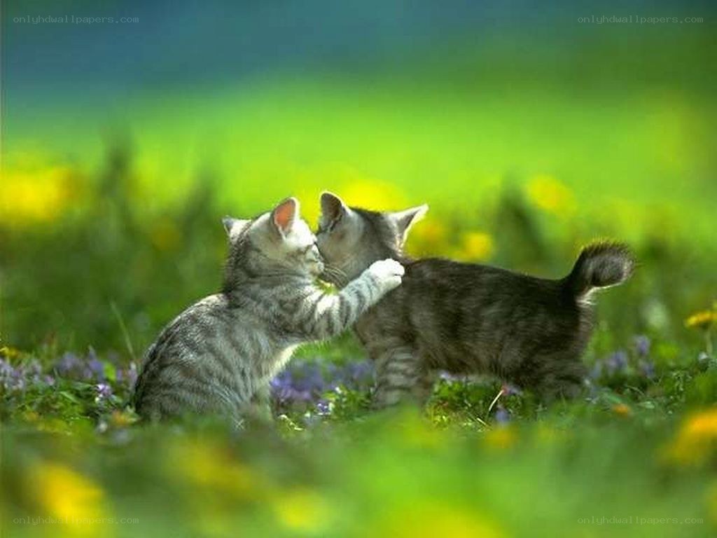 Two kittens playing in a field