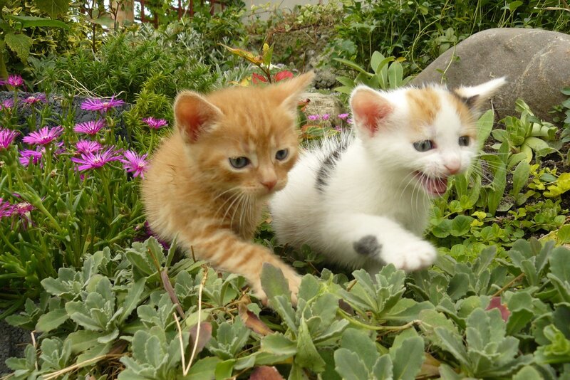Two kittens playing in a garden