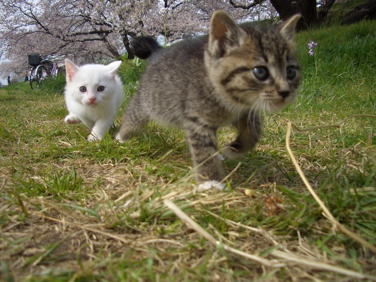 Two kittens playing in a park