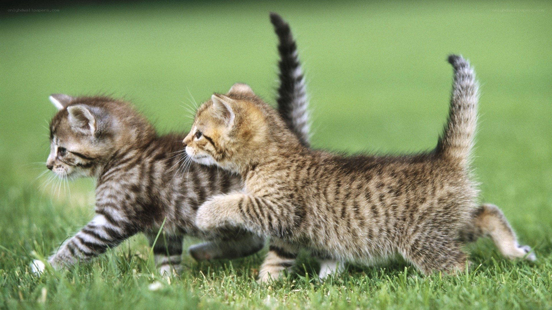 Two kittens playing in grass