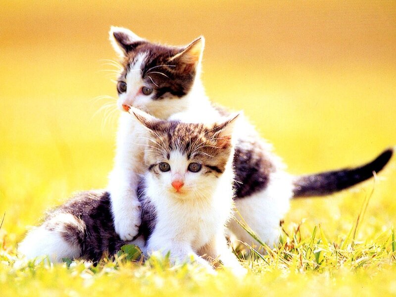 Two kittens playing in grass