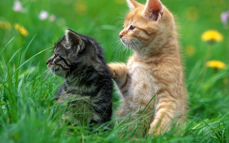 Two kittens playing in grass