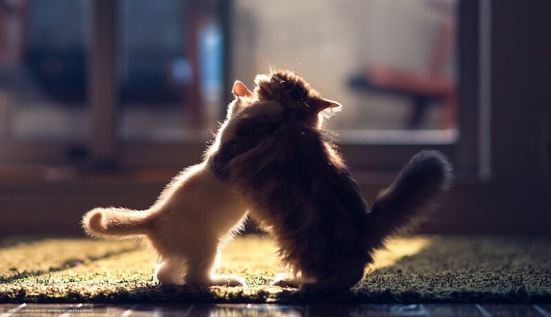Two kittens playing in sunlight