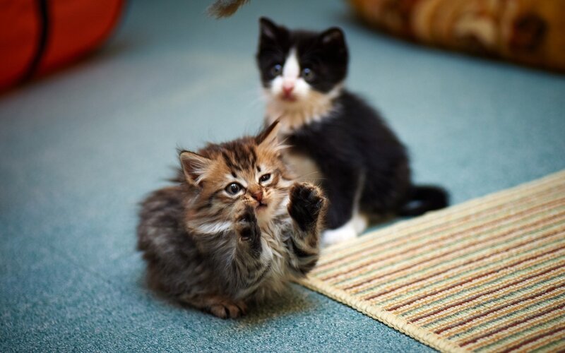 Two kittens playing on carpet