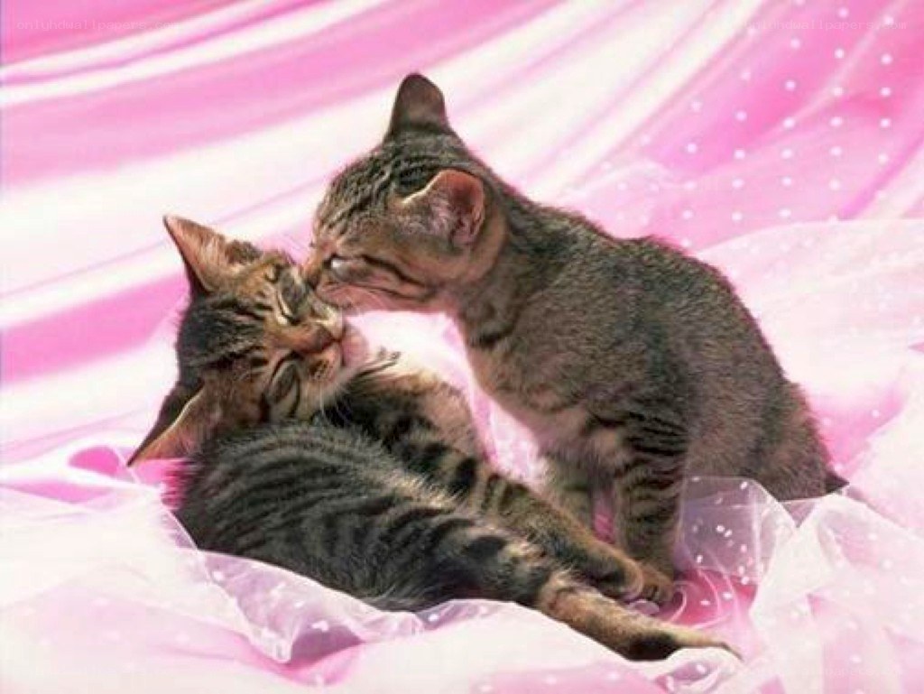 Two kittens playing on pink fabric
