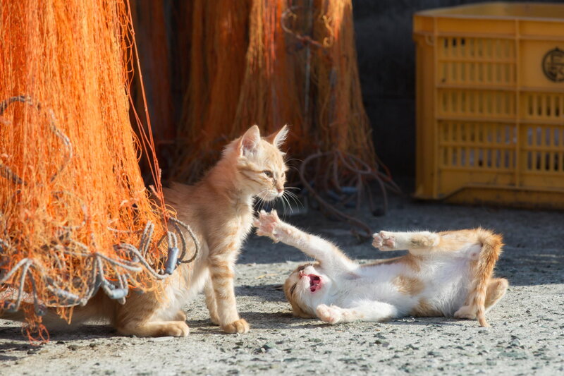 Two Kittens Playing — Orange, Playful, Afternoon, Photograph