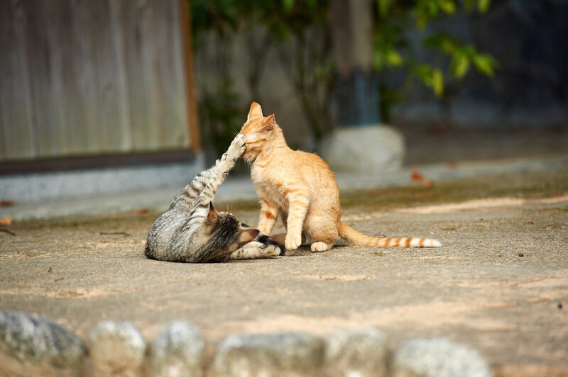 Two Kittens Playing — Orange, Playful, Afternoon