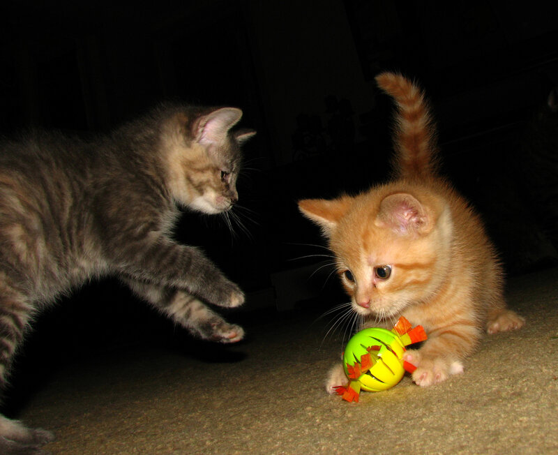 Two Kittens Playing — Orange, Playful, Night