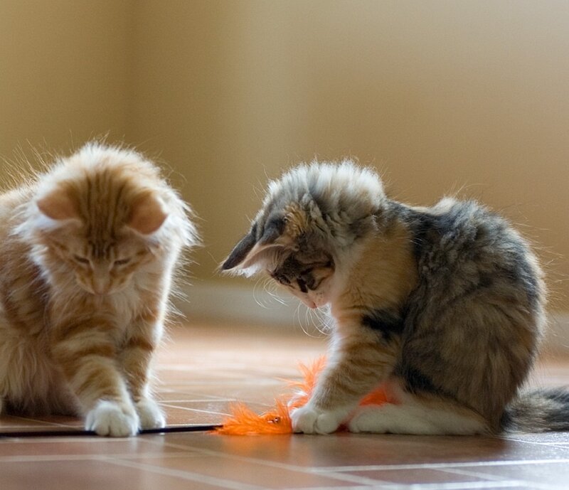 Two Kittens Playing — Orange, Playful, Photograph, Cat Toy