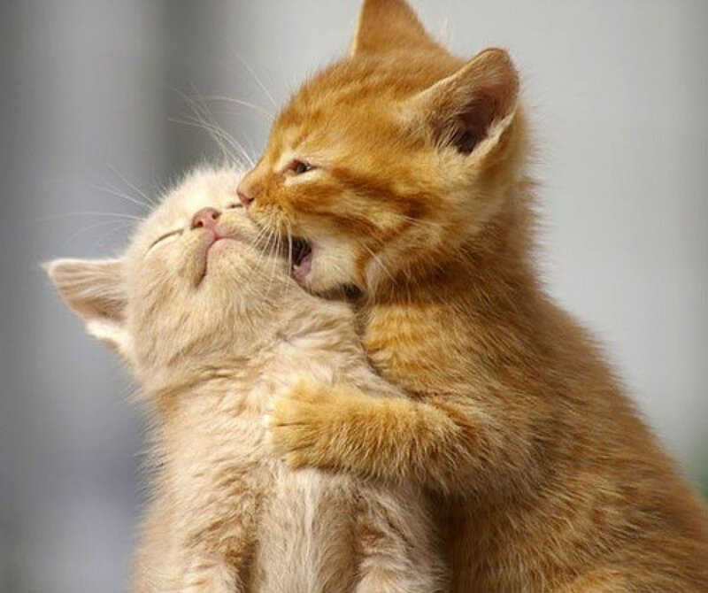 Two Kittens Playing — Orange, Playful, Photograph, Furry, White