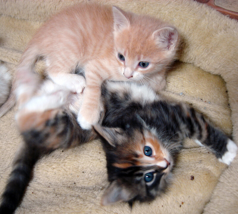 Two Kittens Playing — Orange, Playful, Photograph