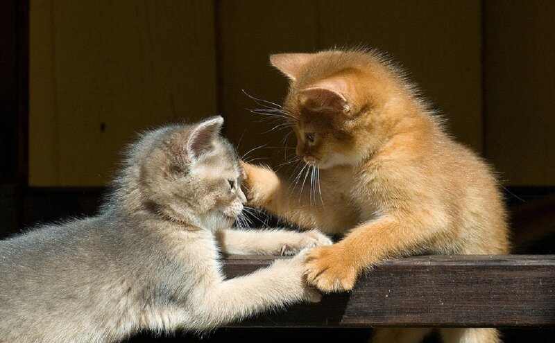 Two Kittens Playing — Orange, Playful