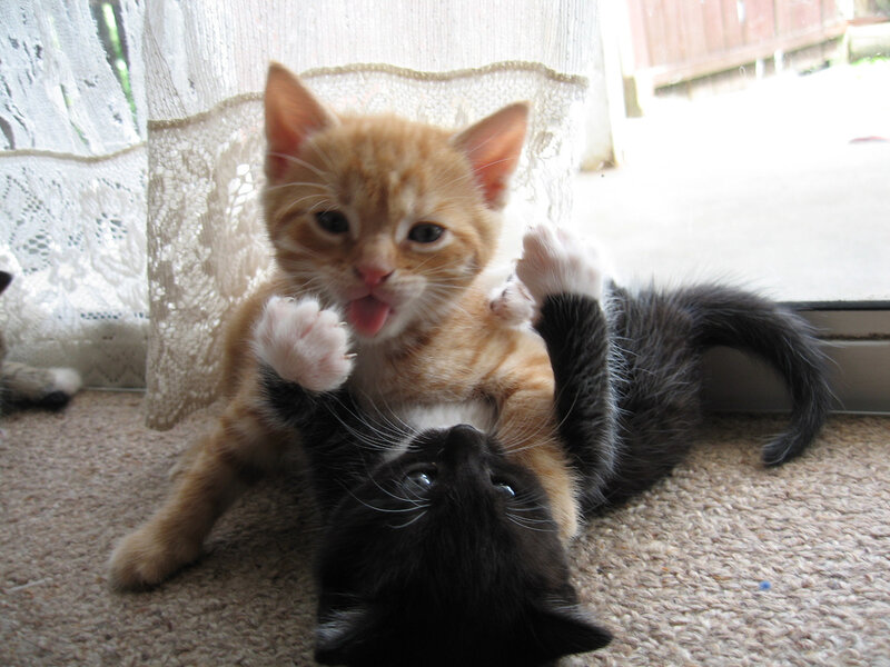 Two Kittens Playing — Orange