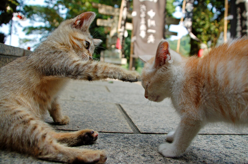 Two kittens playing outdoors