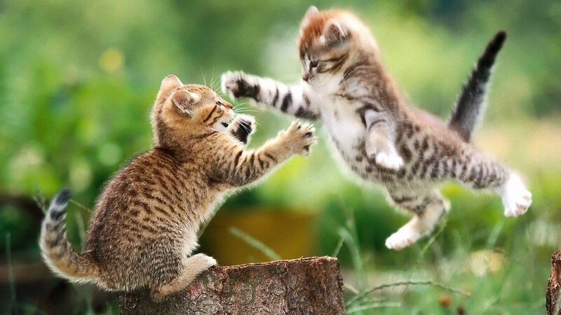 Two kittens playing outdoors