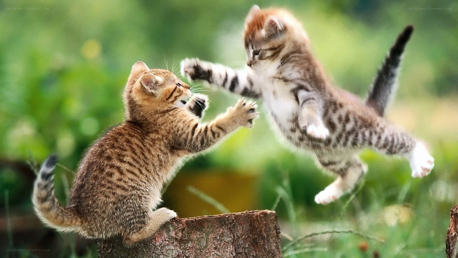 Two kittens playing outdoors