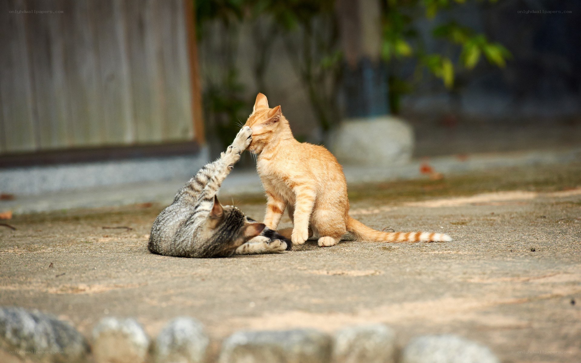 Two kittens playing outdoors