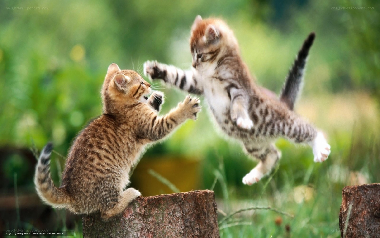 Two kittens playing outdoors