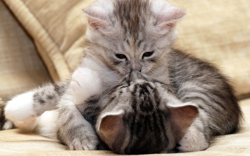 Two Kittens Playing — Photograph