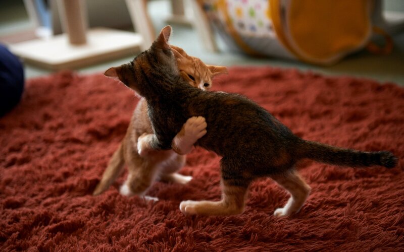 Two Kittens Playing — Red, Playful, Photograph