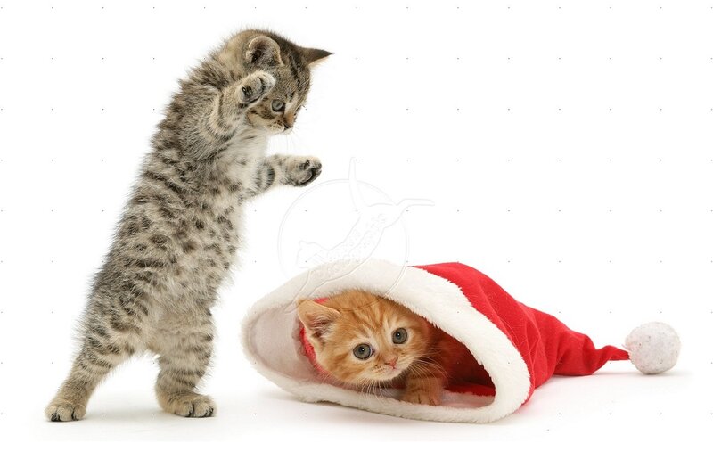 Two Kittens Playing — Red, Playful