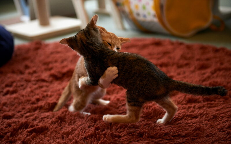 Two Kittens Playing — Red