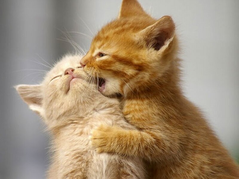 Two Kittens Playing