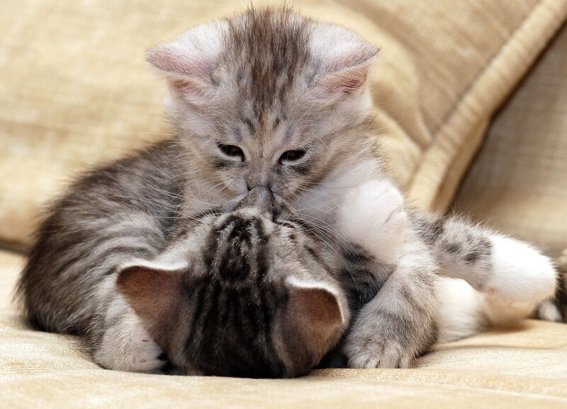 Two kittens playing together