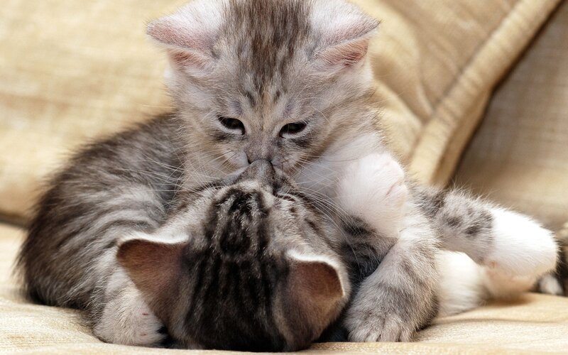 Two kittens playing together