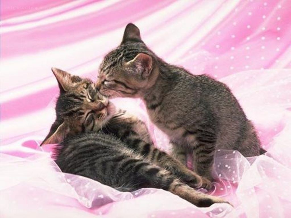 two kittens playing together