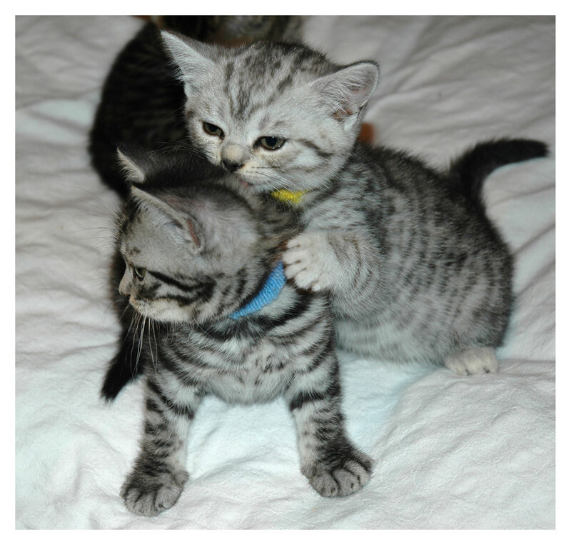 Two kittens playing together