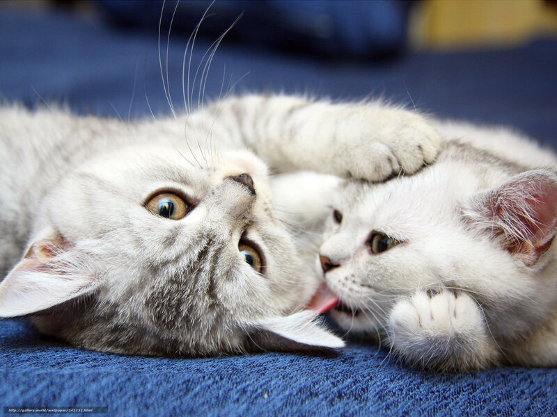 Two kittens playing together