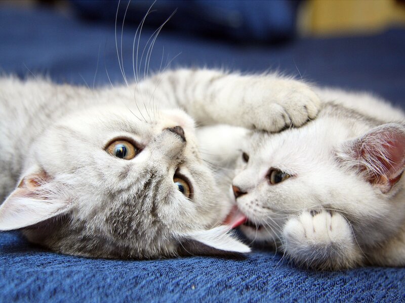 Two kittens playing together
