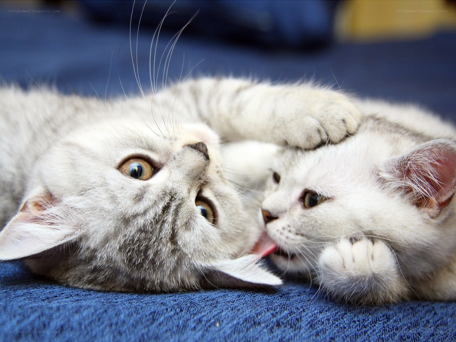 Two kittens playing together