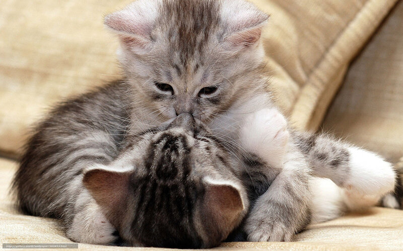 Two kittens playing together