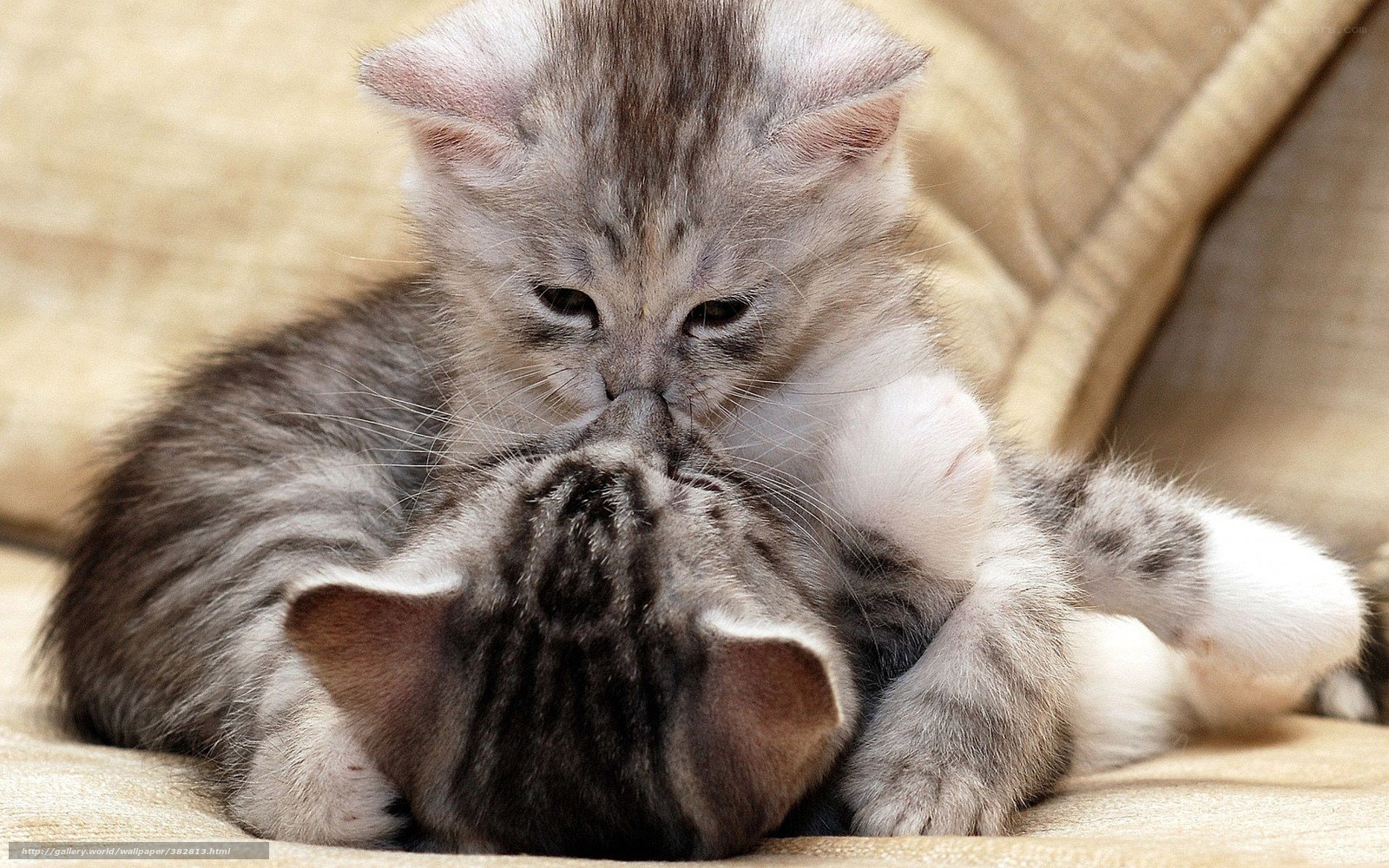 Two kittens playing together