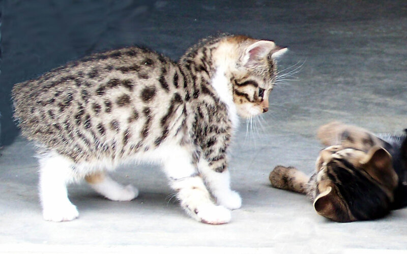 Two kittens playing together